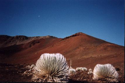 silversword plant