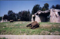 sleeping elephant