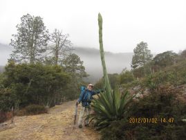 agave spike