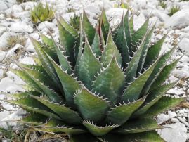 agave