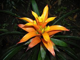 orange flower