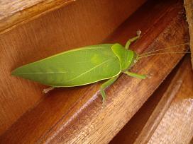 grasshopper