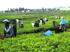 farm workers