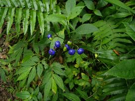 blue berries