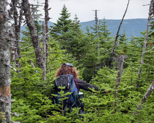 Casey Mealey, a guide, makes his way through the forest. The Appalachian Mountain Club purchased the mountain and 4,300 acres last year.